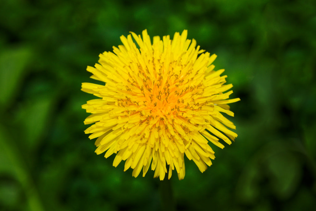 Dandelion - True Wild