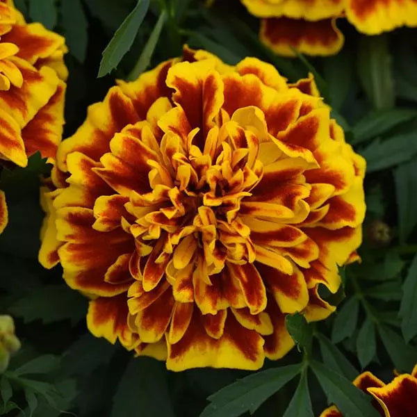French Marigold - Bolero