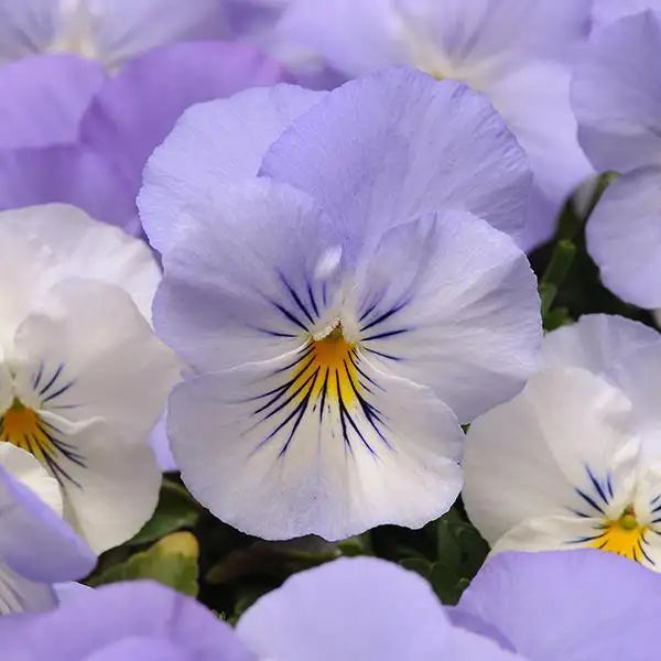 Pansy - Cool Wave Series