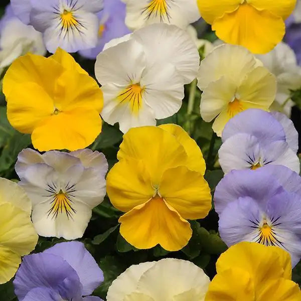 Pansy - Cool Wave Series