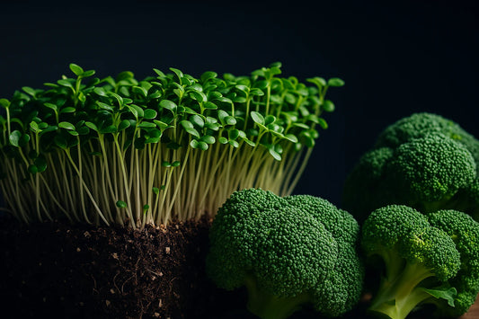 Broccoli Microgreens