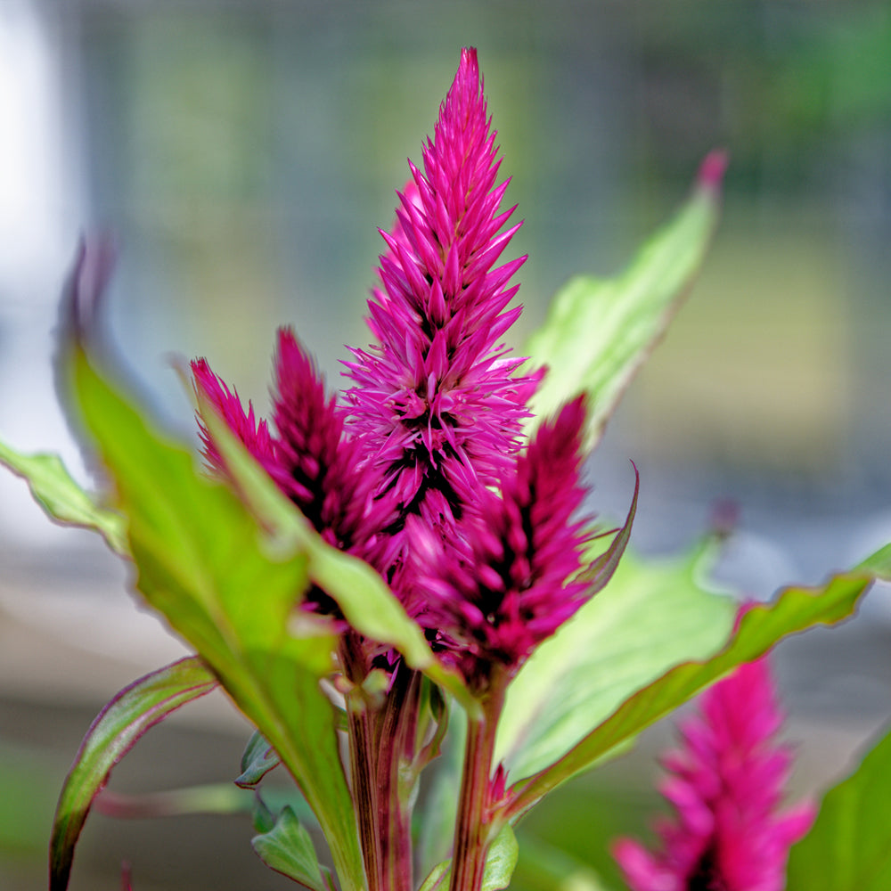 Celosia - Flamingo Feather