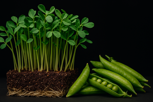 Speckled Pea Microgreens