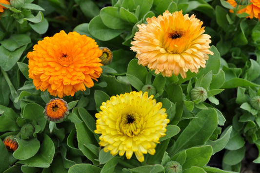 Calendula - Bon Bon Series