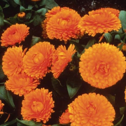 Calendula - Bon Bon Series