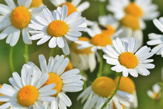 Chamomile - Roman
