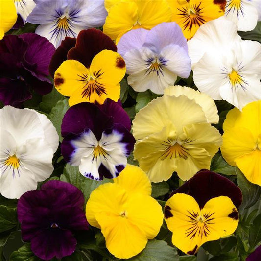 Pansy - Cool Wave Series