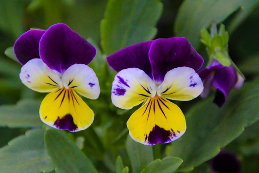 Viola - Johnny Jump Up