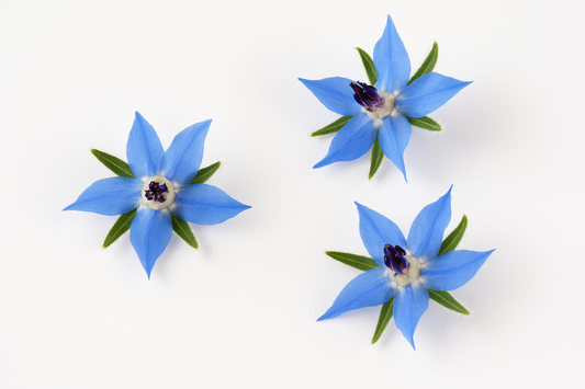 Borage Blossoms